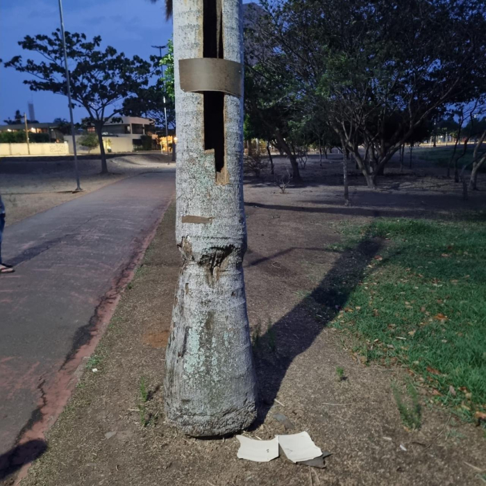 CRIME AMBIENTAL – Ninho de arara-canindé na Lagoa Maior é depredado e filhote é encontrado morto