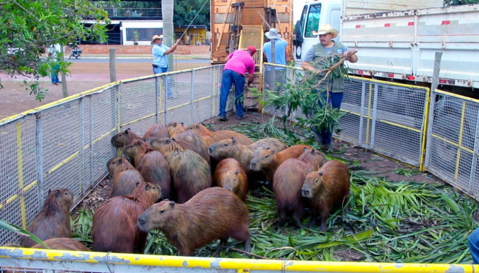 Prefeitura leva 44 capivaras da Lagoa Maior para o Parque Natural do Pombo. Entenda