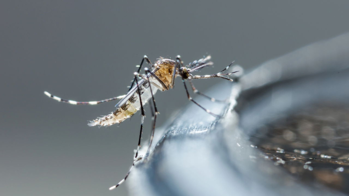 Dengue: 212 casos confirmados neste início de ano em Selvíria
