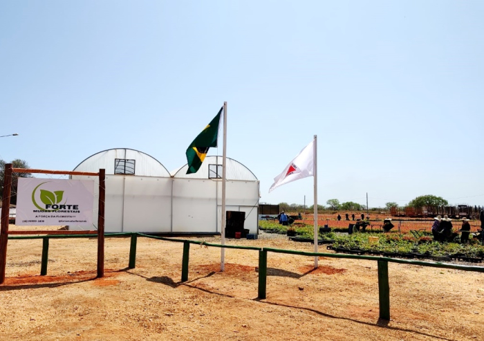 Forte Mudas Florestais se consolida no mercado com inovação em genética avançada no cultivo de mudas de eucalipto e pioneirismo